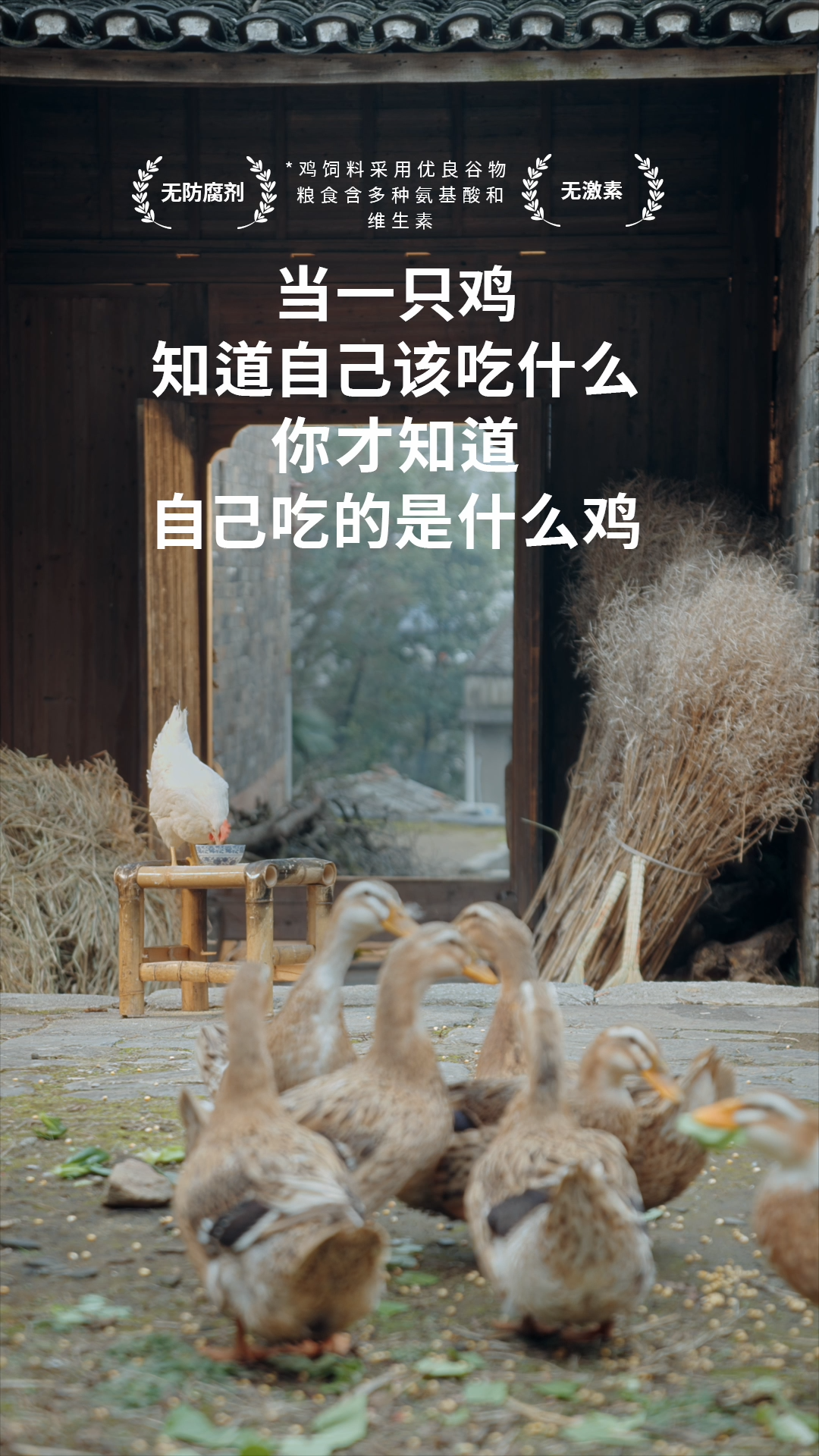 卤味觉醒首支品牌TVC，把鸡拍得很高级插图2